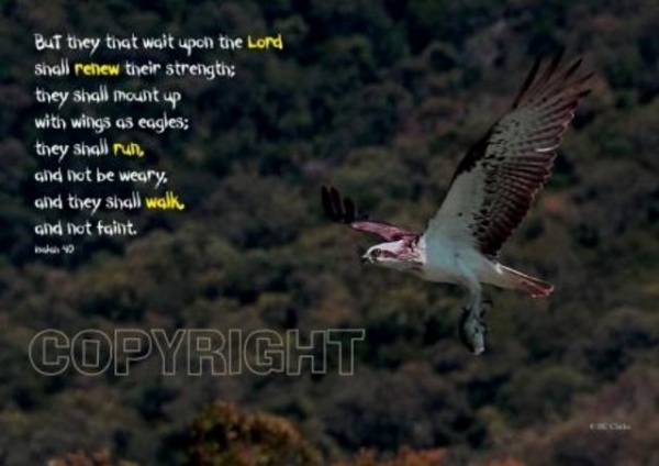 Osprey in Flight Mounted Print