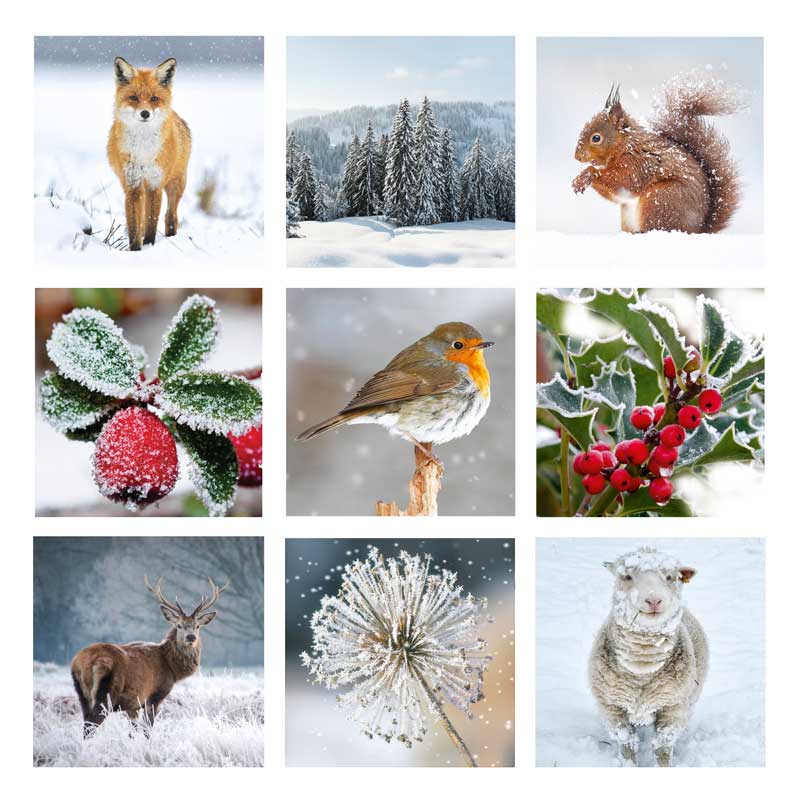 Winter Montage - 10 Pack