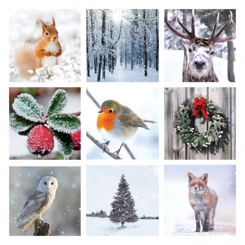 Winter Montage - 10 Pack