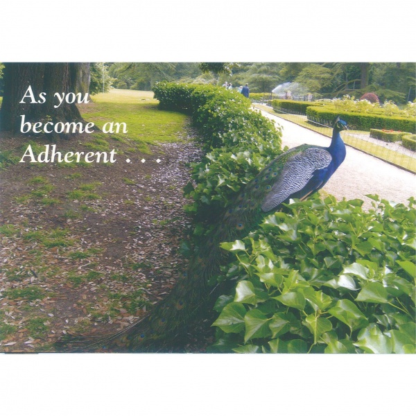 Adherent Card - Peacock