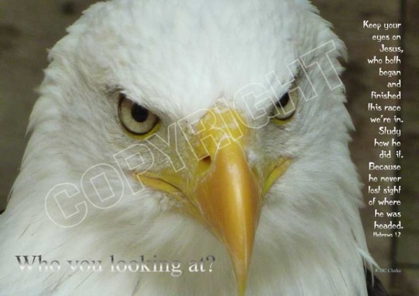 Bald Eagle Mounted Print