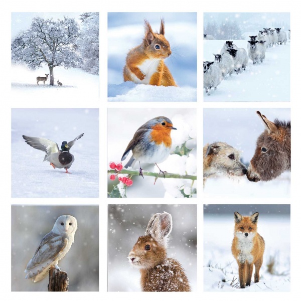 Winter Montage - 10 Pack