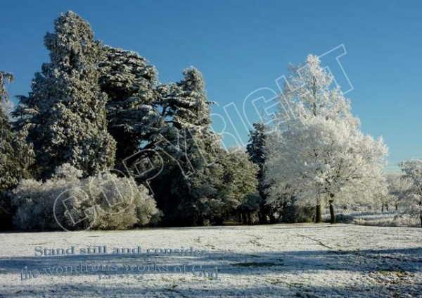 Frosty Wood Mounted Print