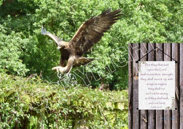 Golden Eagle Mounted Print