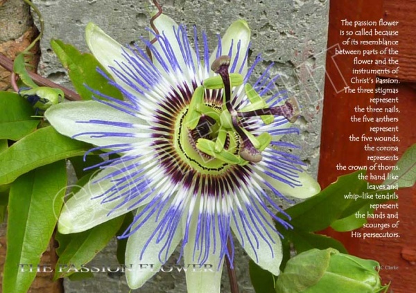 Passion Flower Mounted Print