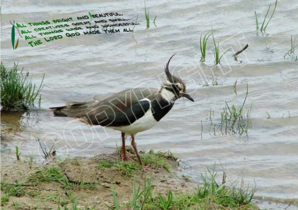 The Lapwing Mounted Print