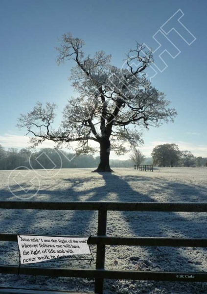 The Tree Mounted Print