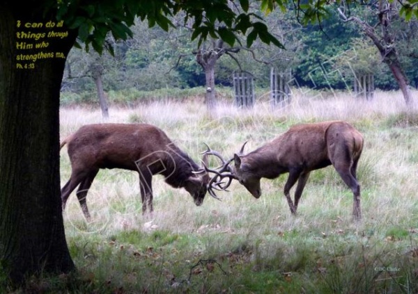 Two Stags Mounted Print